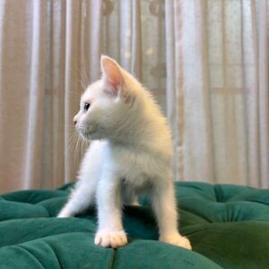 Jett - Ragdoll - Image 2