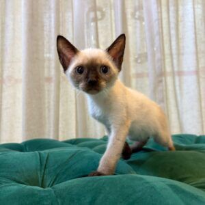 Basil - Siamese
