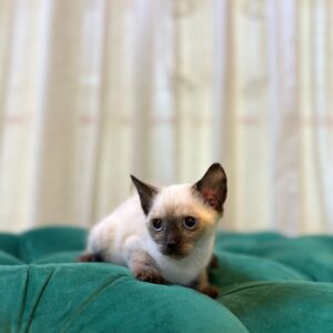 Vesper - Siamese