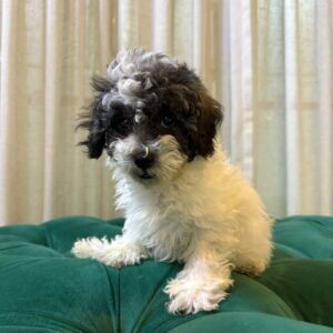 Zoey – Parti Poodle
