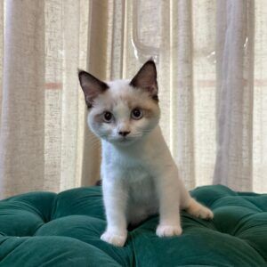 Zion - Ragdoll - Image 2