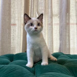 Zion - Ragdoll - Image 4