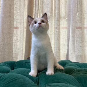 Zion - Ragdoll - Image 5