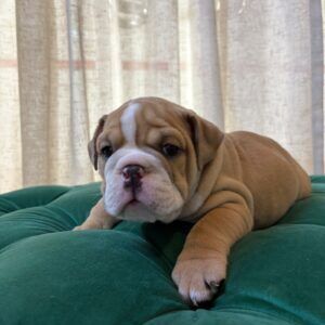 Murphy - English Bulldog - Image 4