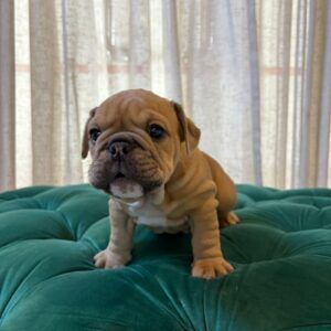 Chloe - English Bulldog - Image 4