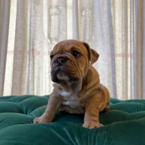 Chloe - English Bulldog - Image 5