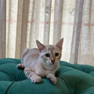 Miso - Bengal