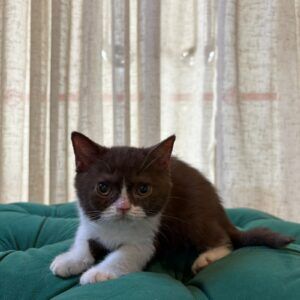 Mimi - British Shorthair
