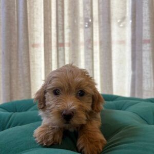 Buster - Maltipoo - Image 2