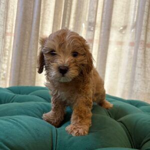 Bailey - Maltipoo - Image 2