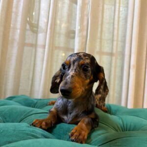 Lyra - Dachshund - Image 5