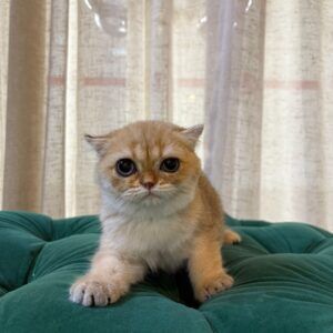 Millie - Scottish Fold