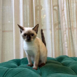Bandit - Seal Point Siamese