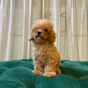 Duke - Toy Poodle - Image 3