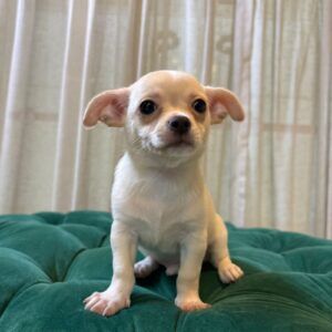 Sherlock - Chihuahua - Image 2