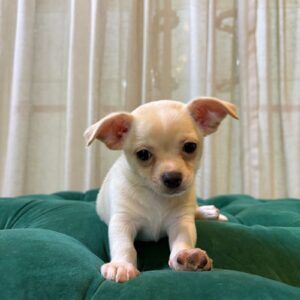 Sherlock - Chihuahua - Image 3
