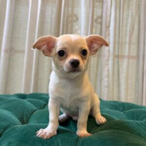 Sherlock - Chihuahua - Image 4