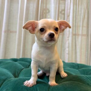 Sherlock - Chihuahua - Image 5