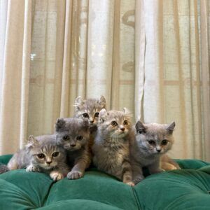 American Curl Kittens - Image 3